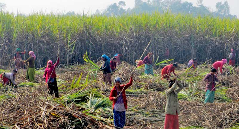 उखु किसान आन्दोलित,मागे अनुदानको निरन्तरता